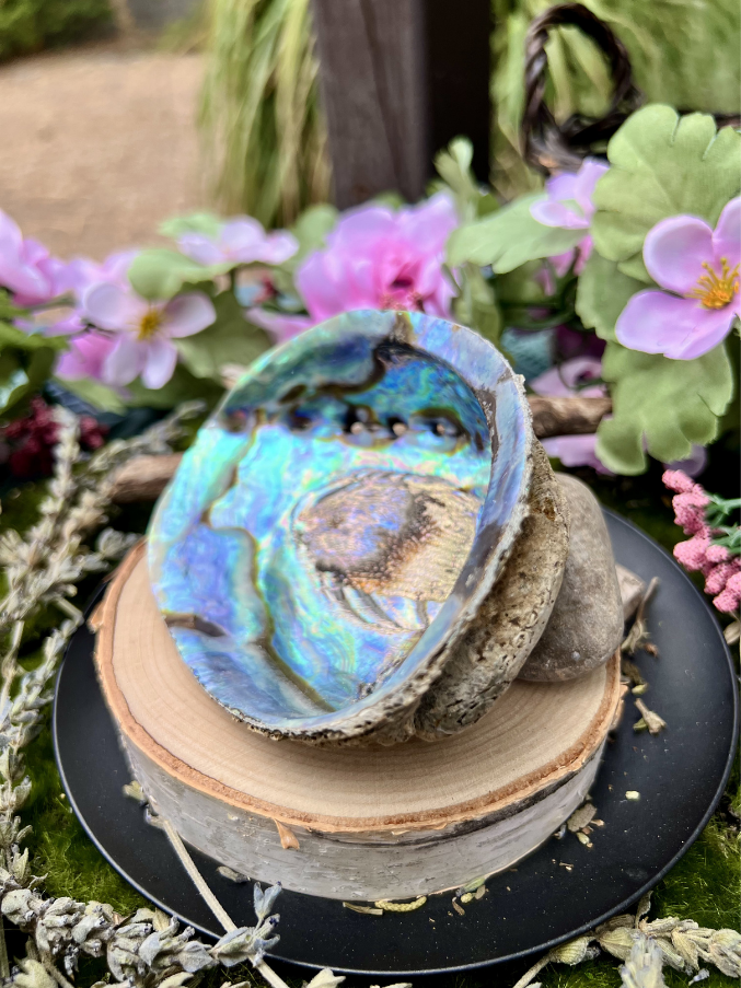 Natural Abalone Shell | Smudging Bowl & Ritual Altar Dish