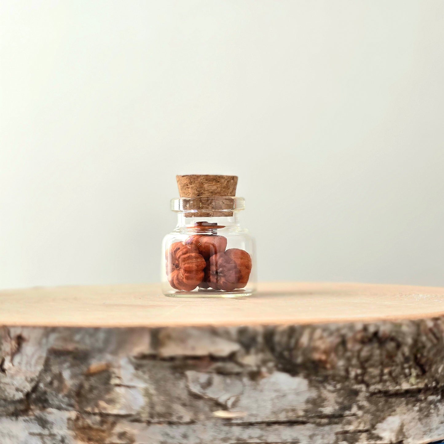 Echoes of the Wild Curio Kit | curiosity cabinet items | oddities and crystals | curiosity trinkets | taxidermy oddities | taxidermy insects