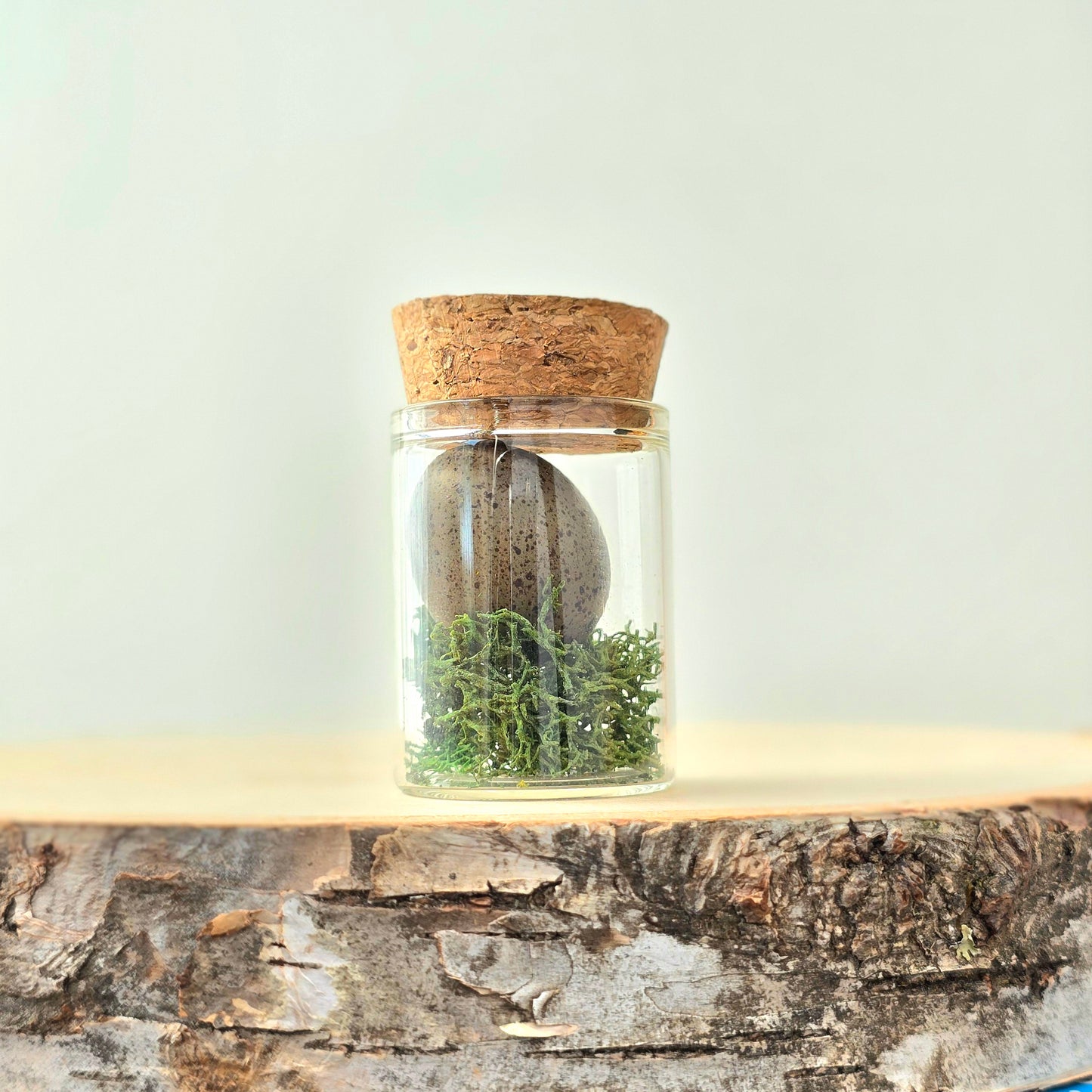 Echoes of the Wild Curio Kit | curiosity cabinet items | oddities and crystals | curiosity trinkets | taxidermy oddities | taxidermy insects