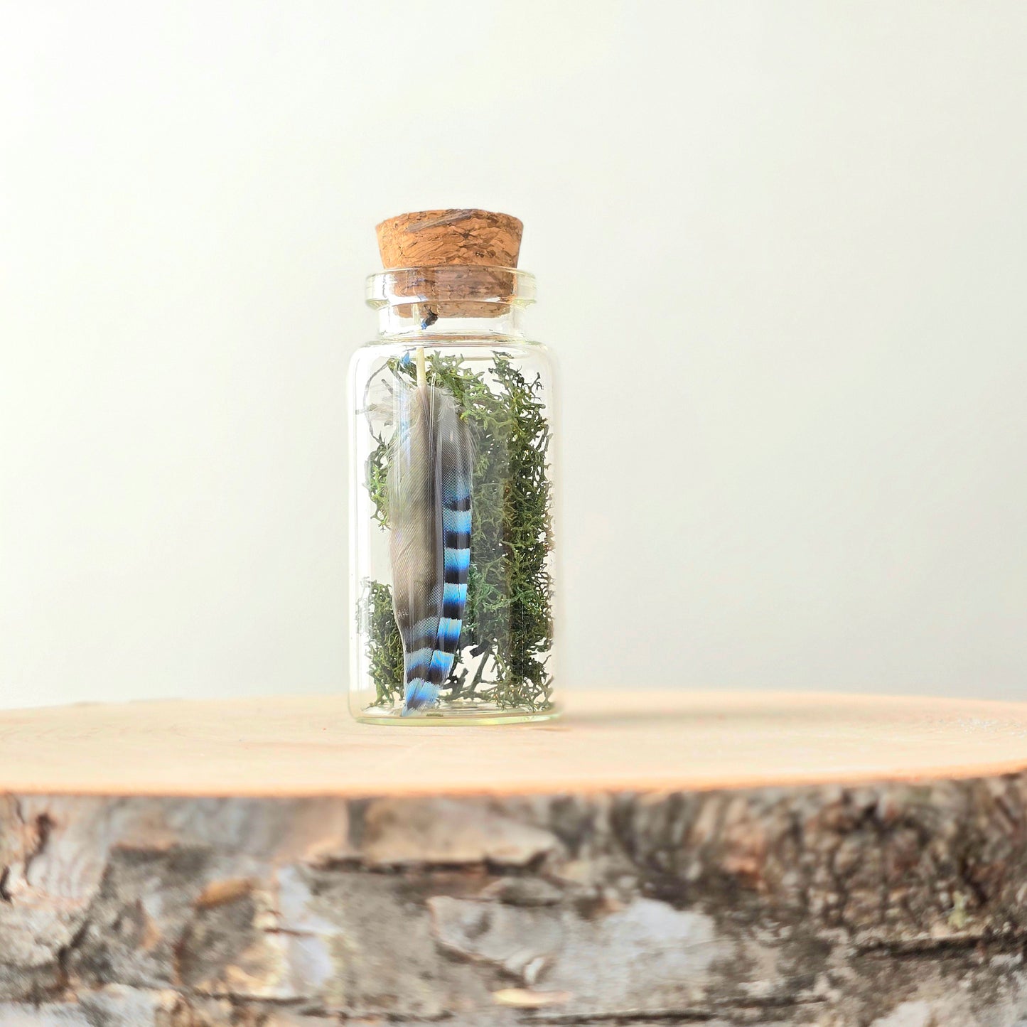 Echoes of the Wild Curio Kit | curiosity cabinet items | oddities and crystals | curiosity trinkets | taxidermy oddities | taxidermy insects