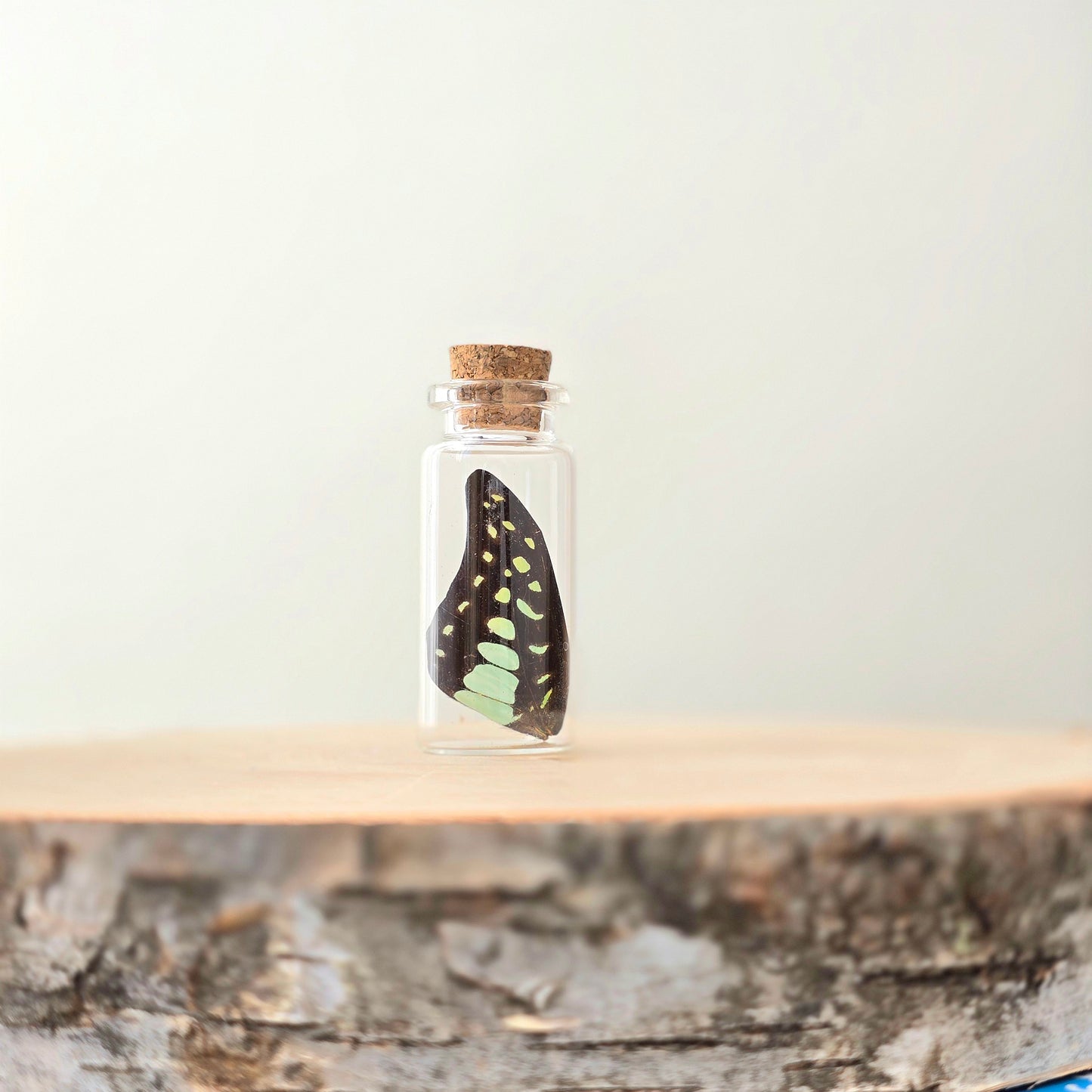 Echoes of the Wild Curio Kit | curiosity cabinet items | oddities and crystals | curiosity trinkets | taxidermy oddities | taxidermy insects