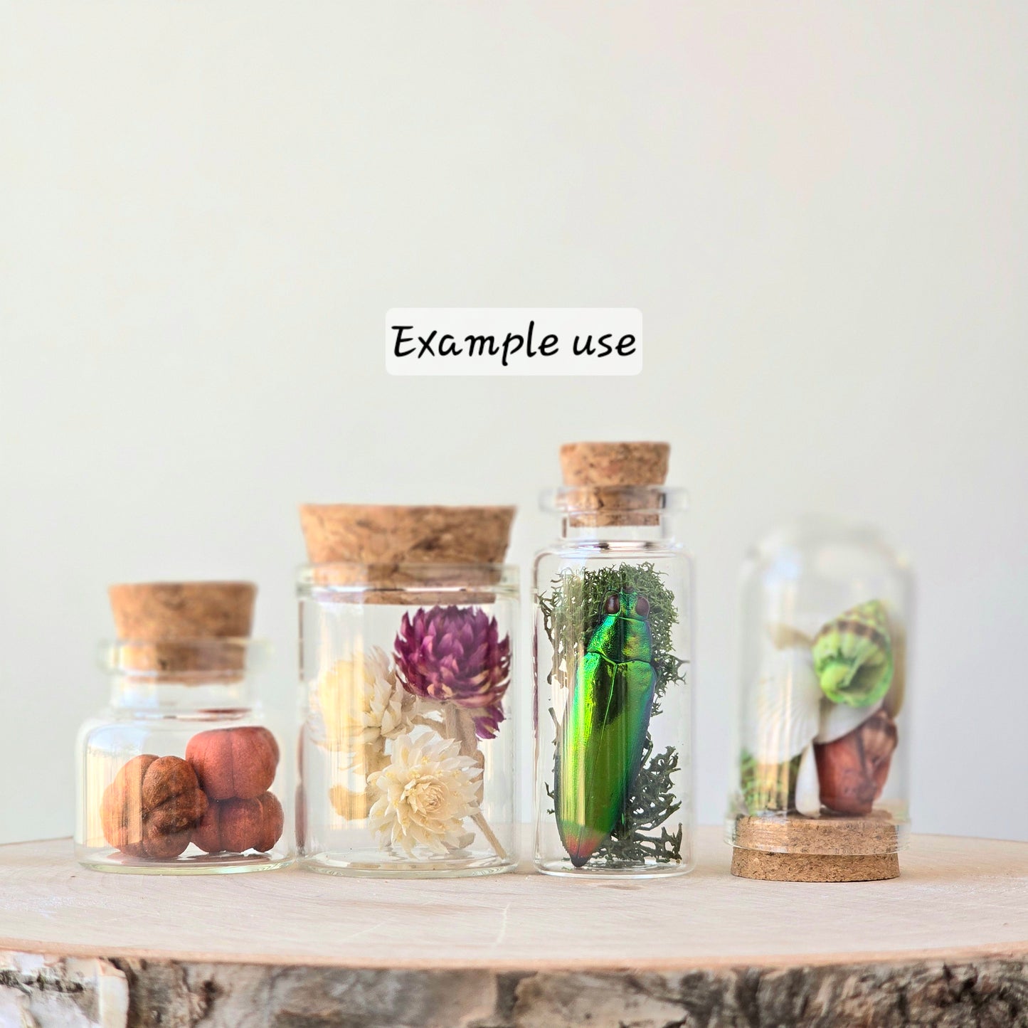 Mystery Vial Kit | curiosity cabinet items | oddities and crystals | curiosity trinkets | taxidermy oddities | taxidermy insects