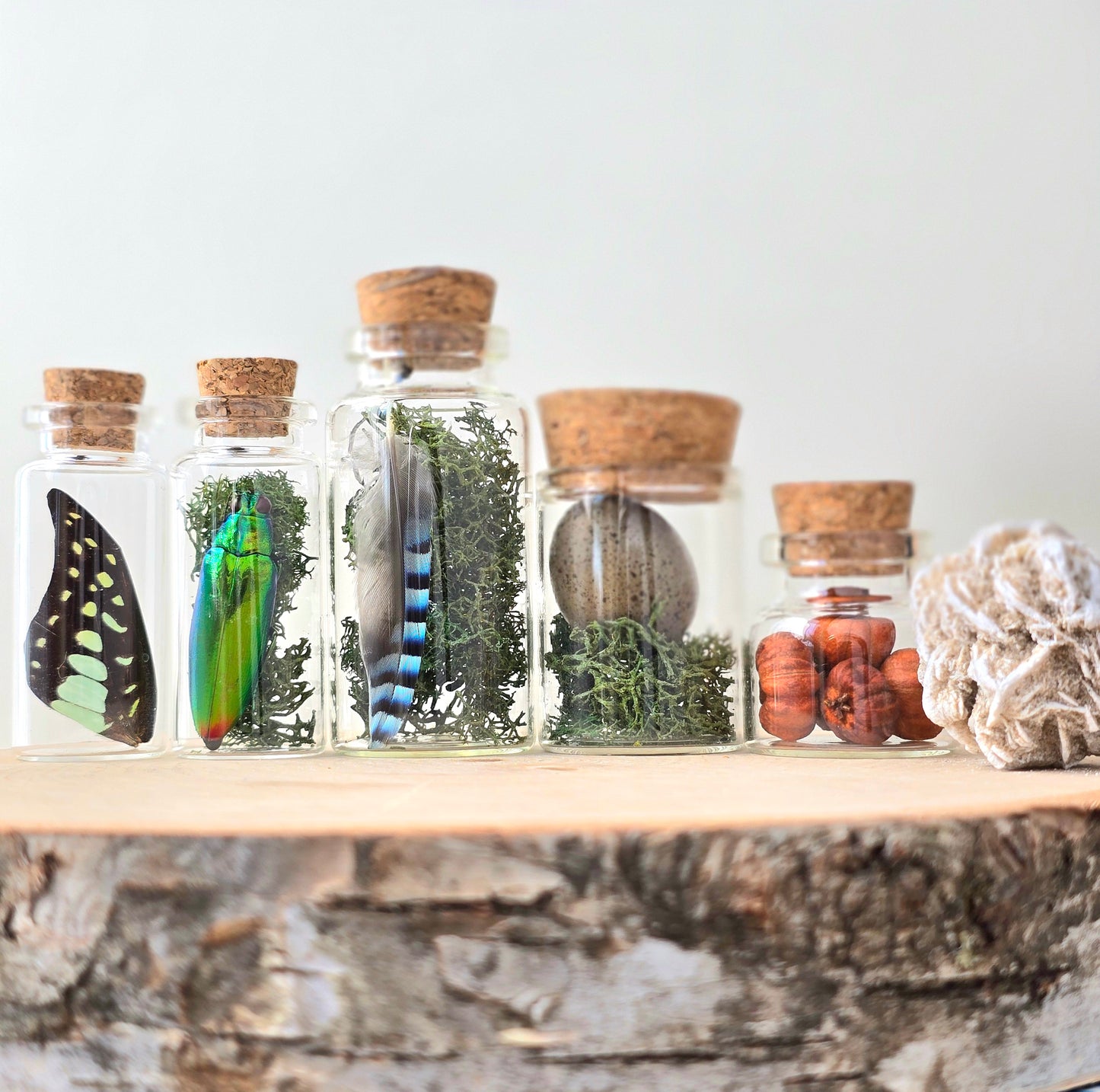 Echoes of the Wild Curio Kit | curiosity cabinet items | oddities and crystals | curiosity trinkets | taxidermy oddities | taxidermy insects