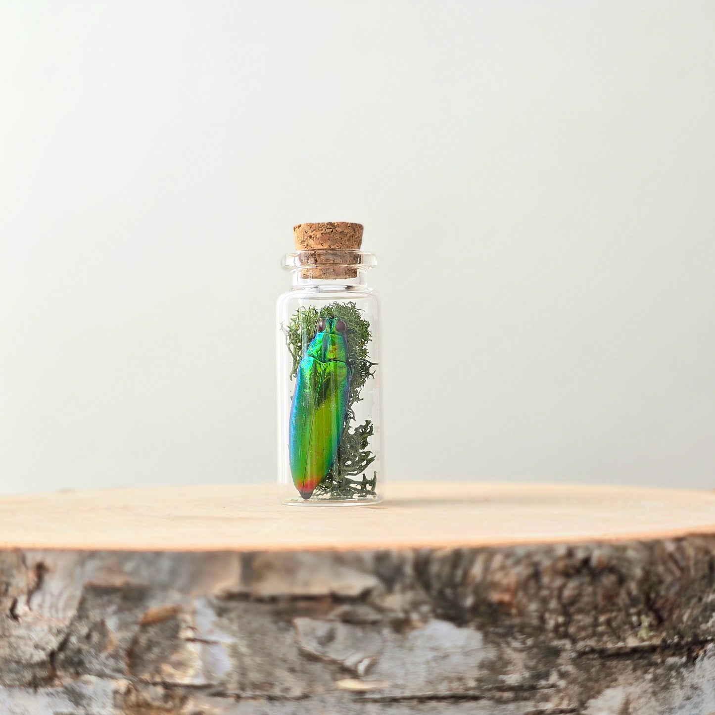 Echoes of the Wild Curio Kit | curiosity cabinet items | oddities and crystals | curiosity trinkets | taxidermy oddities | taxidermy insects