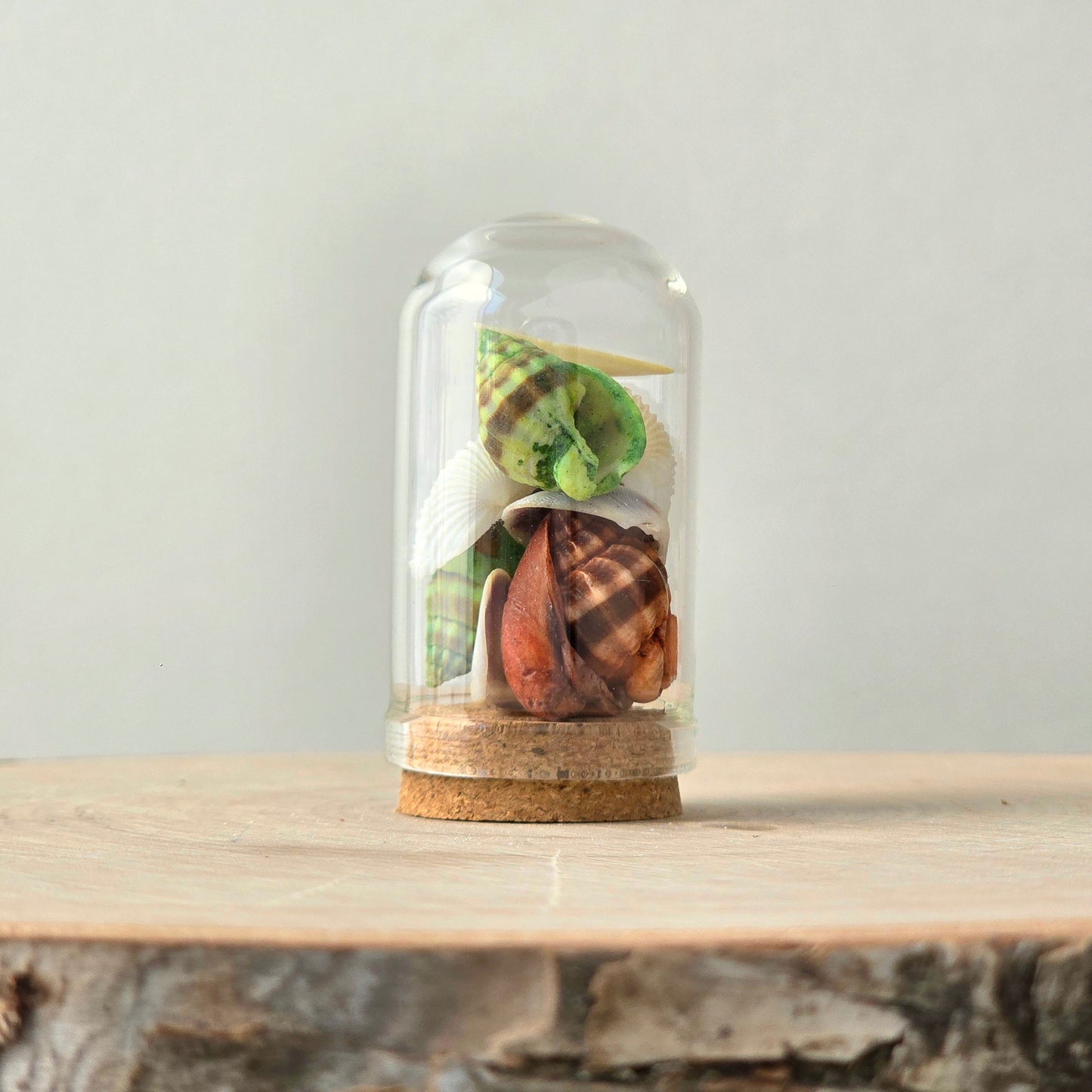 Earth & Spirit Curio Kit | curiosity cabinet items | oddities and crystals | curiosity trinkets | taxidermy oddities | taxidermy insects