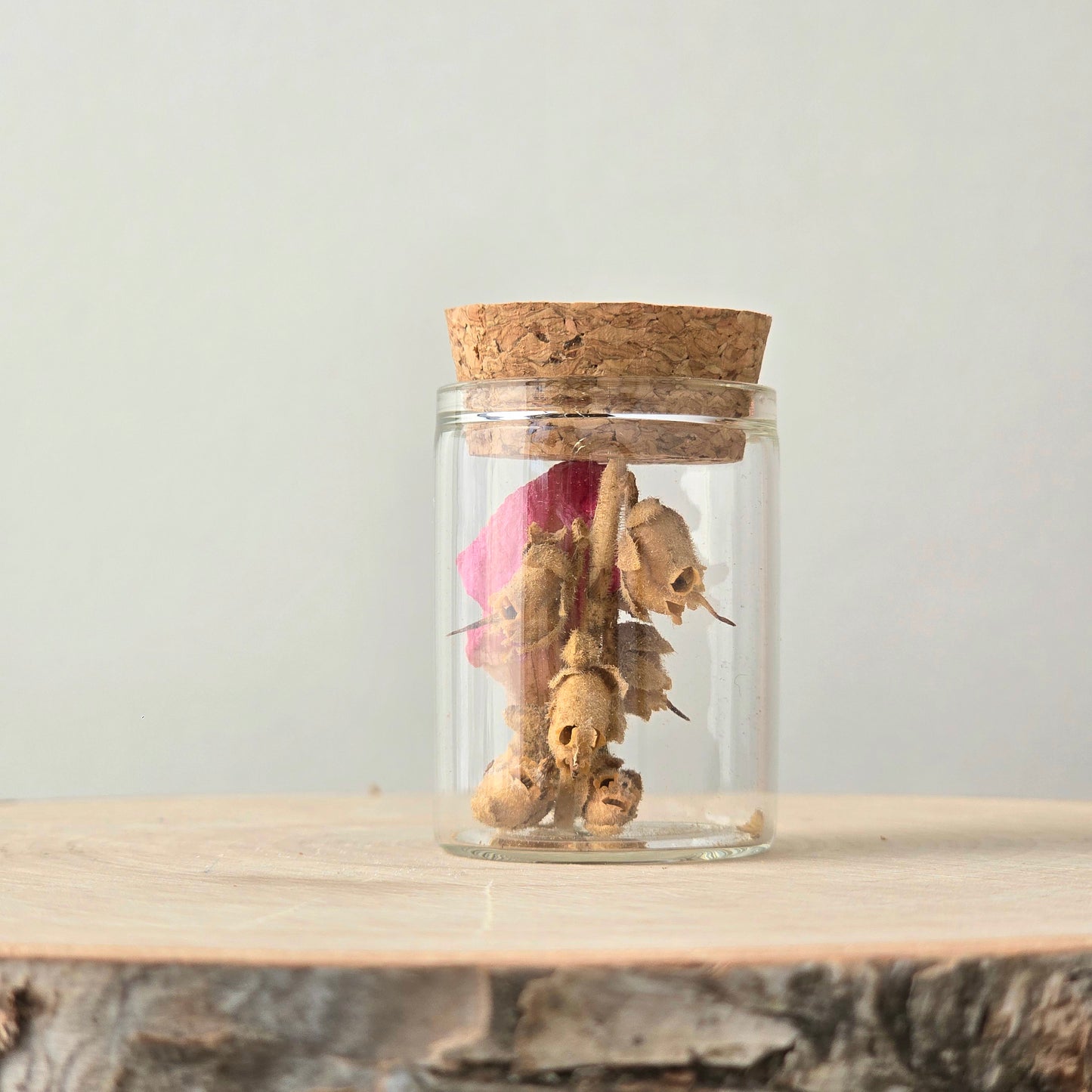 Earth & Spirit Curio Kit | curiosity cabinet items | oddities and crystals | curiosity trinkets | taxidermy oddities | taxidermy insects