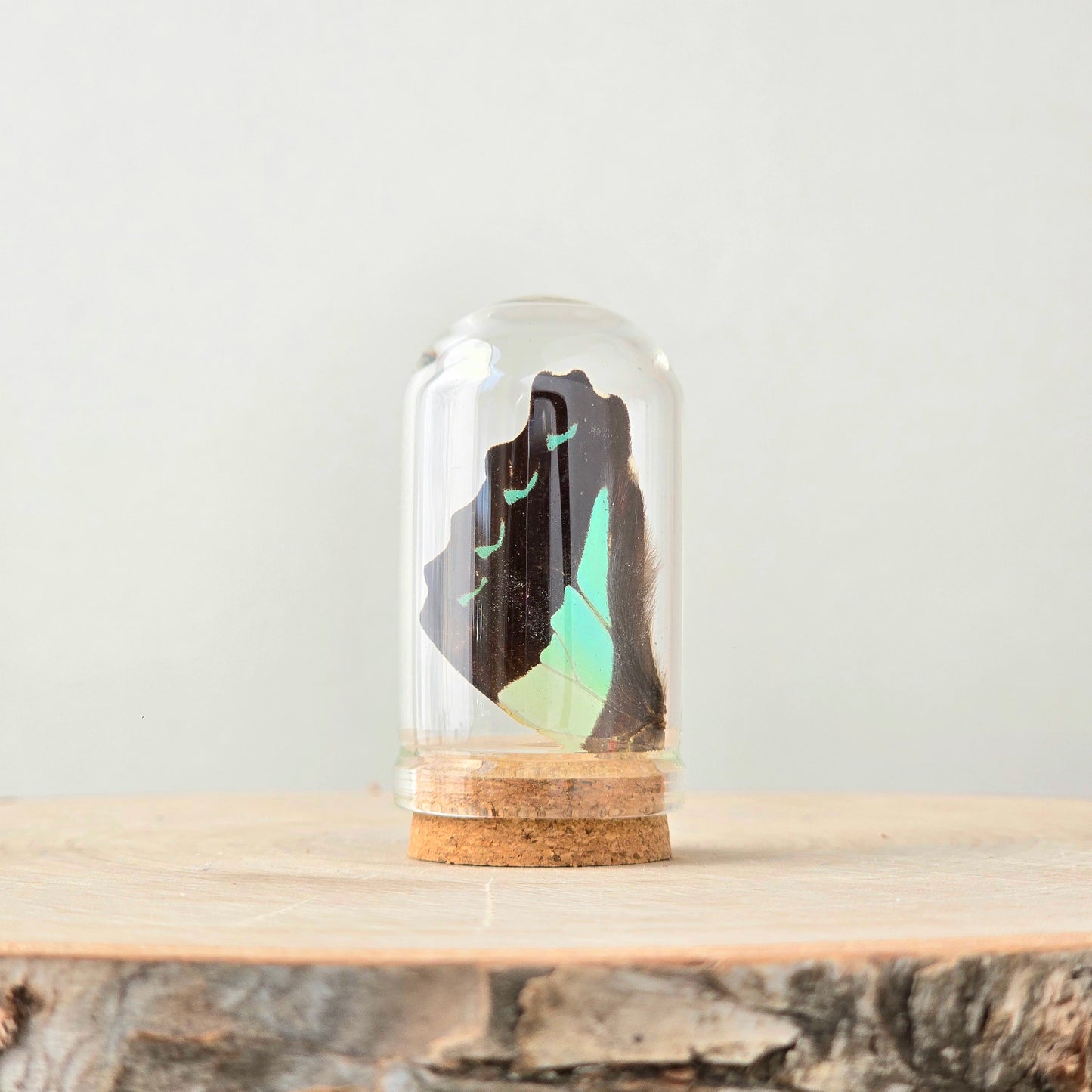 Earth & Spirit Curio Kit | curiosity cabinet items | oddities and crystals | curiosity trinkets | taxidermy oddities | taxidermy insects