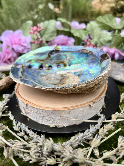 Natural Abalone Shell | Smudging Bowl & Ritual Altar Dish