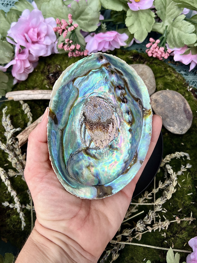 Natural Abalone Shell | Smudging Bowl & Ritual Altar Dish