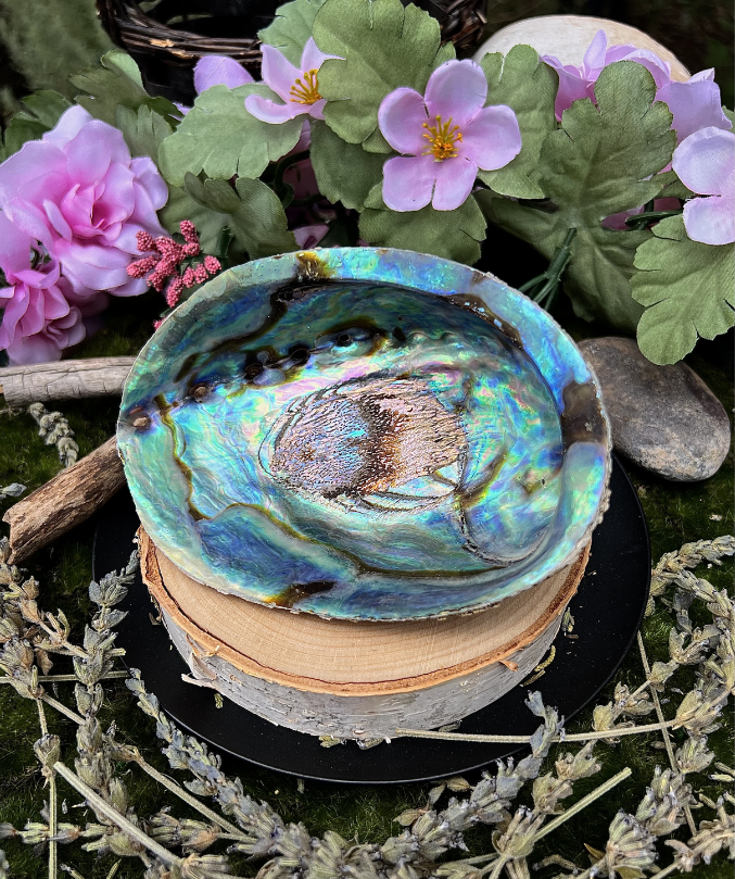 Natural Abalone Shell | Smudging Bowl & Ritual Altar Dish